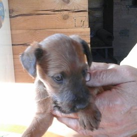 61825510_2418037594883990_4933737604177723392_n.jpg (114.07 КБ, Просмотров: 2363) 61825510_2418037594883990_4933737604177723392_n.jpg