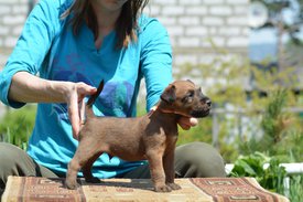 61442135_2184217851674664_8520818887351074816_n.jpg (115.68 КБ, Просмотров: 2532) 61442135_2184217851674664_8520818887351074816_n.jpg