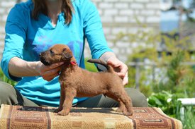 61637793_2184212538341862_7012377659476803584_n.jpg (124.66 КБ, Просмотров: 2531) 61637793_2184212538341862_7012377659476803584_n.jpg