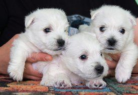 DSC05406 — копия.jpg (218.24 КБ, Просмотров: 2020) DSC05406 — копия.jpg