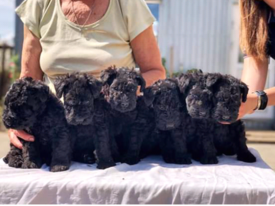 керри8.png (414.61 КБ, Просмотров: 1533) керри8.png