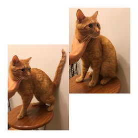 рыжик.jpg (117.7 КБ, Просмотров: 3193) рыжик.jpg