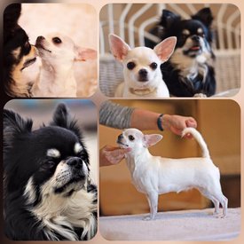 пара.jpg (73.05 КБ, Просмотров: 5457) пара.jpg