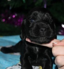 IMG5485JPG.jpg (56.23 КБ, Просмотров: 3118) IMG5485JPG.jpg