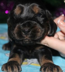 IMG5452JPG.jpg (70.36 КБ, Просмотров: 2918) IMG5452JPG.jpg