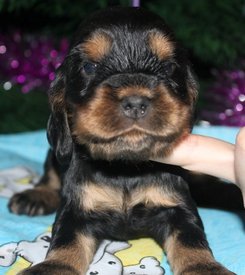 IMG5474JPG.jpg (83.82 КБ, Просмотров: 3350) IMG5474JPG.jpg