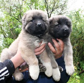 IMG-20190825-WA0001.jpg (97.68 КБ, Просмотров: 15696) IMG-20190825-WA0001.jpg