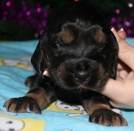 IMG5453JPG.jpg (67.4 КБ, Просмотров: 2923) IMG5453JPG.jpg