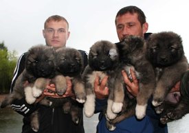 IMG-20190825-WA0000.jpg (63.72 КБ, Просмотров: 15763) IMG-20190825-WA0000.jpg