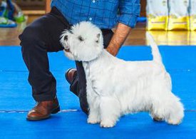 абба.jpg (13.14 КБ, Просмотров: 1461) абба.jpg