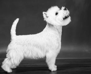 абба1.jpg (7.74 КБ, Просмотров: 1461) абба1.jpg