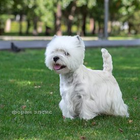 IMG-20190903-WA0008.jpg (58.23 КБ, Просмотров: 1461) IMG-20190903-WA0008.jpg