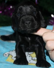 IMG5486JPG.jpg (69.22 КБ, Просмотров: 3343) IMG5486JPG.jpg