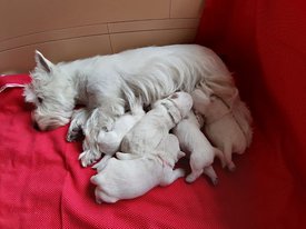 IMG-20190903-WA0006.jpg (79.97 КБ, Просмотров: 1461) IMG-20190903-WA0006.jpg