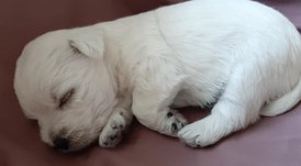 IMG-20190915-WA0001.jpg (29.09 КБ, Просмотров: 1432) IMG-20190915-WA0001.jpg