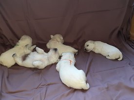 IMG-20190915-WA0003.jpg (46.23 КБ, Просмотров: 1432) IMG-20190915-WA0003.jpg