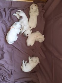 IMG-20190915-WA0004.jpg (53.41 КБ, Просмотров: 1432) IMG-20190915-WA0004.jpg