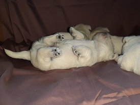 IMG-20190915-WA0007.jpg (54.87 КБ, Просмотров: 1432) IMG-20190915-WA0007.jpg