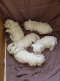 IMG-20190915-WA0009.jpg (52.32 КБ, Просмотров: 1432) IMG-20190915-WA0009.jpg