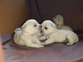 IMG-20190915-WA0010.jpg (50.59 КБ, Просмотров: 1432) IMG-20190915-WA0010.jpg