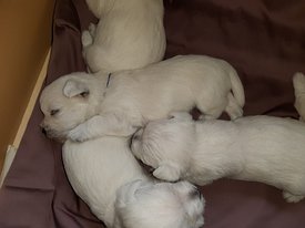 IMG-20190915-WA0011.jpg (57.46 КБ, Просмотров: 1432) IMG-20190915-WA0011.jpg