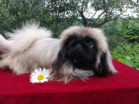 IMG-20190917-WA0003.jpg (173.32 КБ, Просмотров: 1625) IMG-20190917-WA0003.jpg