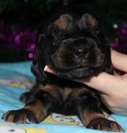 IMG5454JPG.jpg (63.74 КБ, Просмотров: 3343) IMG5454JPG.jpg