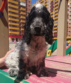 2C8EC7A6-D5CE-4CF1-A49D-1037657D9FA9.jpeg (125.53 КБ, Просмотров: 2838) 2C8EC7A6-D5CE-4CF1-A49D-1037657D9FA9.jpeg