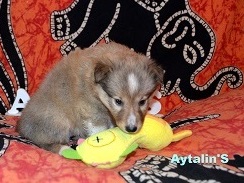 73016373_2680430715348744_7807758989415940096_o.jpg (31.65 КБ, Просмотров: 1255) 73016373_2680430715348744_7807758989415940096_o.jpg