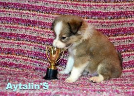 73460763_2680419032016579_8944330257901551616_o.jpg (79.7 КБ, Просмотров: 1253) 73460763_2680419032016579_8944330257901551616_o.jpg