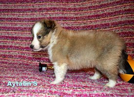 74346696_2680408722017610_8809198105594429440_o.jpg (48.8 КБ, Просмотров: 1322) 74346696_2680408722017610_8809198105594429440_o.jpg