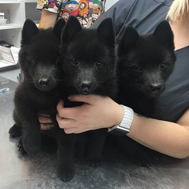 70672488_2605193306205819_7387003295652380672_n.jpg (31.01 КБ, Просмотров: 1290) 70672488_2605193306205819_7387003295652380672_n.jpg