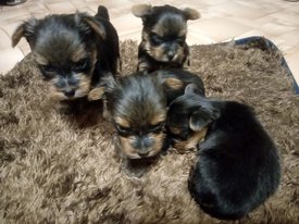 щенки.jpg (103.48 КБ, Просмотров: 1971) щенки.jpg