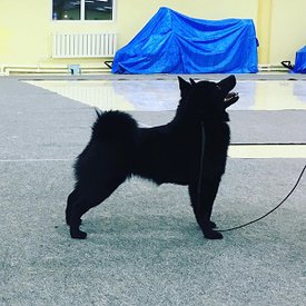 72740490_2642693789122437_7706182192526786560_n.jpg (45.62 КБ, Просмотров: 1404) 72740490_2642693789122437_7706182192526786560_n.jpg