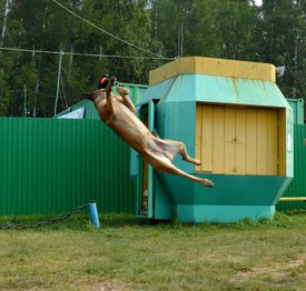 FYYhVZ9bo_I.jpg (339.21 КБ, Просмотров: 3187) FYYhVZ9bo_I.jpg