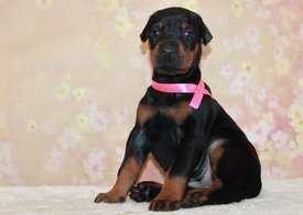 розовый.jpg (294.18 КБ, Просмотров: 3941) розовый.jpg