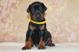 желтый.jpg (269.71 КБ, Просмотров: 3933) желтый.jpg