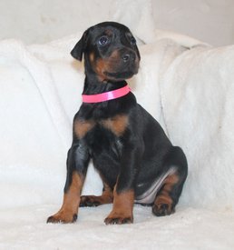 красная.jpg (125.5 КБ, Просмотров: 3743) красная.jpg