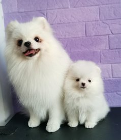 IMG_20200111_185014.jpg (128.88 КБ, Просмотров: 4201) IMG_20200111_185014.jpg