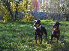 DSC_0255_1.jpg (794.06 КБ, Просмотров: 1446) DSC_0255_1.jpg