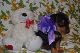 DSC_0516_1.jpg (443.25 КБ, Просмотров: 1389) DSC_0516_1.jpg