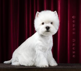 IMG-20200127-WA0002.jpg (98.31 КБ, Просмотров: 2455) IMG-20200127-WA0002.jpg