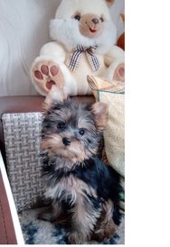 щенок.jpg (218.41 КБ, Просмотров: 1760) щенок.jpg