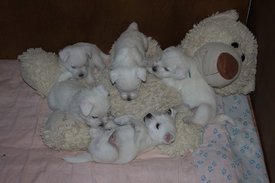 IMG_4242.jpg (96.75 КБ, Просмотров: 2363) IMG_4242.jpg