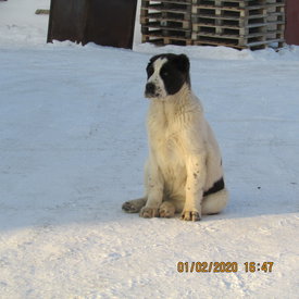 IMG_2080.JPG (370.99 КБ, Просмотров: 1226) IMG_2080.JPG