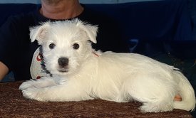 20200210_221856.jpg (80.74 КБ, Просмотров: 2316) 20200210_221856.jpg