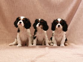 PicsArt_1581675748638.jpg (115.23 КБ, Просмотров: 2092) PicsArt_1581675748638.jpg