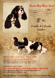 PicsArt_1581677702366.jpg (331.19 КБ, Просмотров: 2089) PicsArt_1581677702366.jpg