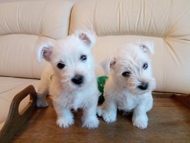 IMG-20200224-WA0007.jpg (89.09 КБ, Просмотров: 2243) IMG-20200224-WA0007.jpg