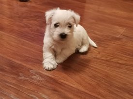 IMG-20200224-WA0010.jpg (79.51 КБ, Просмотров: 2243) IMG-20200224-WA0010.jpg